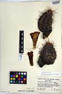 Echinocereus mojavensis image