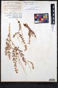 Delphinium gracilentum image