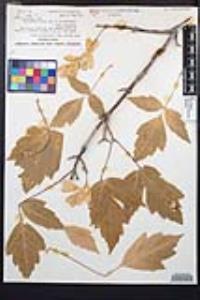 Acer negundo var. californicum image