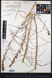 Caulanthus pilosus image