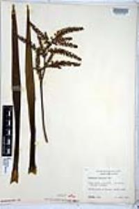 Cordyline stricta image