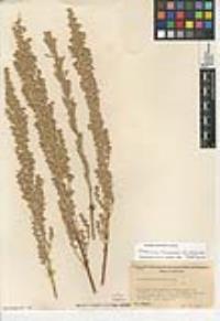 Artemisia tridentata subsp. vaseyana image