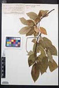 Prunus virginiana var. demissa image