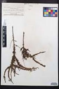 Adenostoma fasciculatum image