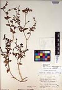Mirabilis laevis var. crassifolia image