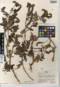 Phacelia lyonii image