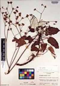 Eriogonum grande image