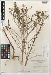 Stephanomeria diegensis image