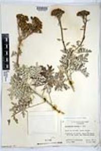 Constancea nevinii image