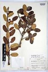 Rhus integrifolia image