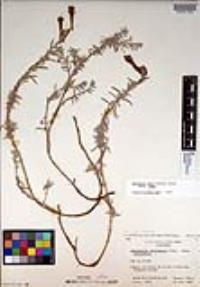 Epilobium canum subsp. canum image