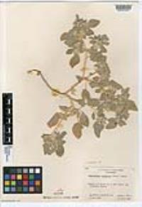 Croton setiger image
