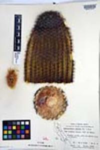 Echinocereus grandis image