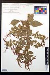 Lopezia grandiflora image