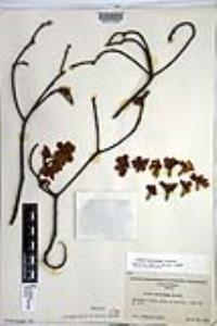Cordia morelosana image