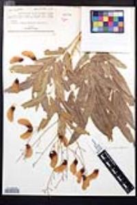 Thouinidium decandrum image