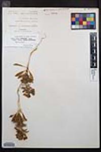 Eremothera boothii var. condensata image
