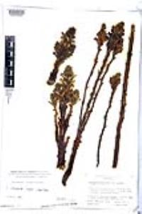 Orobanche cooperi image