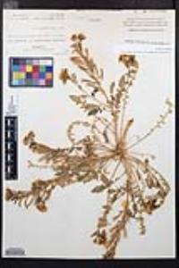 Chylismia claviformis image
