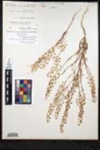Thysanocarpus curvipes subsp. eradiatus image