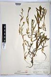 Amsinckia intermedia image