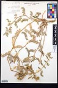 Tribulus cistoides image