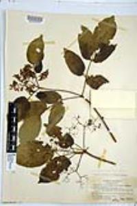 Sambucus cerulea image