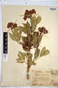 Sambucus cerulea image