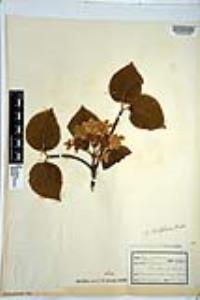 Viburnum lantanoides image