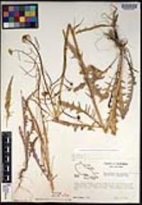 Caulanthus lasiophyllus image