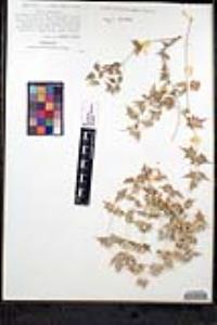 Salvia greatae image