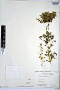 Nemophila menziesii image