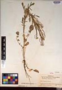 Barbarea orthoceras image