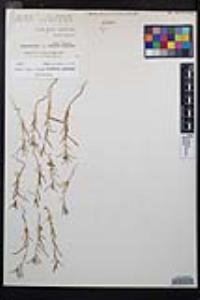 Camissonia strigulosa image