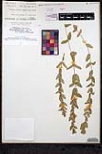 Scutellaria bolanderi subsp. austromontana image