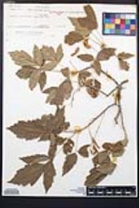 Acer negundo var. californicum image