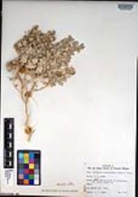 Atriplex hymenelytra image