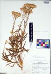 Ericameria parishii image