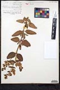 Lepechinia calycina image