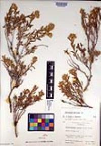 Ericameria discoidea image