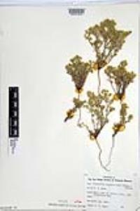 Johnstonella angustifolia image