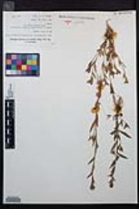 Epilobium densiflorum image