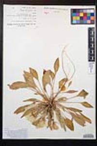 Oenothera deltoides image