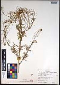 Descurainia pinnata subsp. glabra image