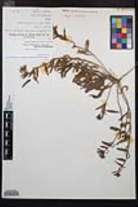 Camissoniopsis micrantha image