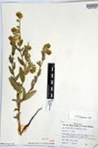 Amsinckia tessellata image