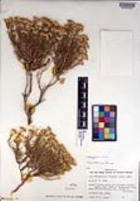 Ericameria cooperi image