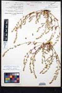 Plagiobothrys canescens image
