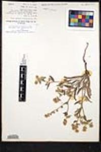 Simpsonanthus jonesii image