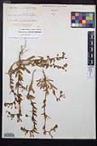 Camissoniopsis hirtella image